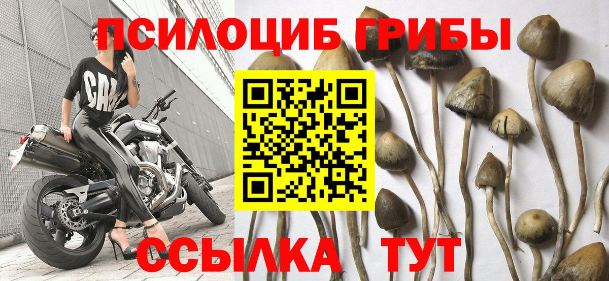 Псилоцибиновые грибы Psilocybe  Вход с VPN  Воркута 